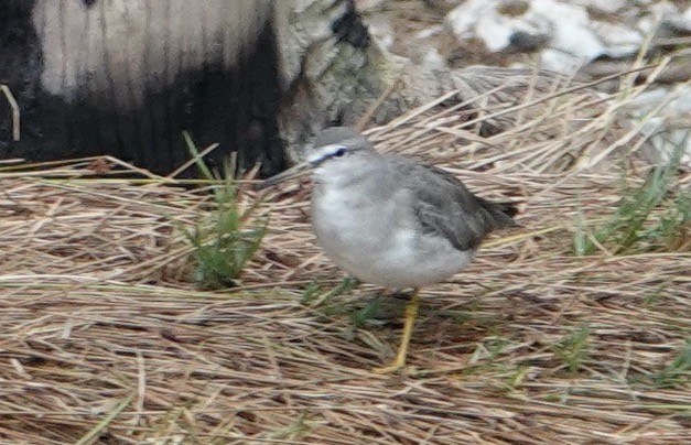 Gray-tailed Tattler - Breck Tyler