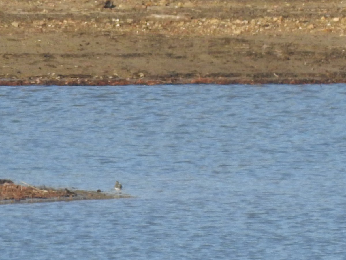 Spotted Sandpiper - ML613484302