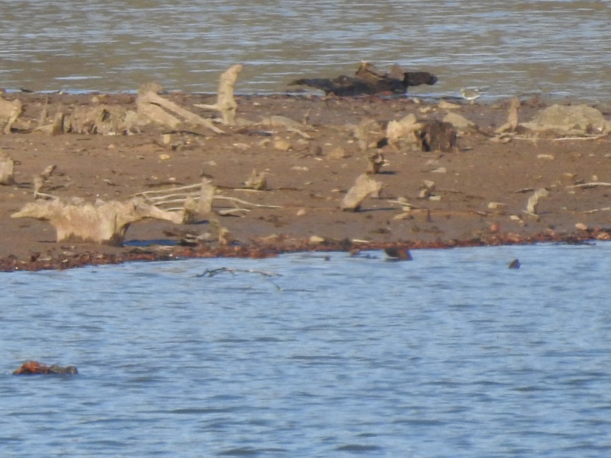 Spotted Sandpiper - ML613484304