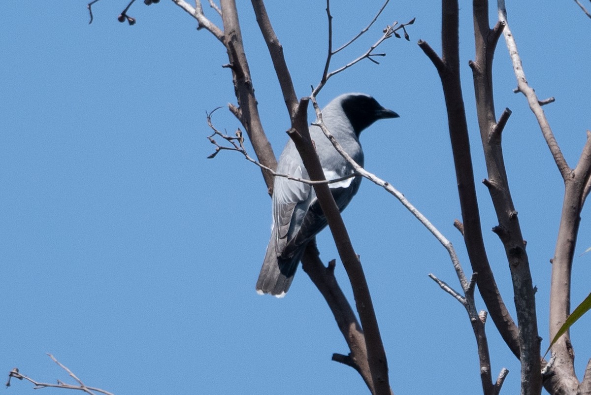 Black-faced Cuckooshrike - ML613484325