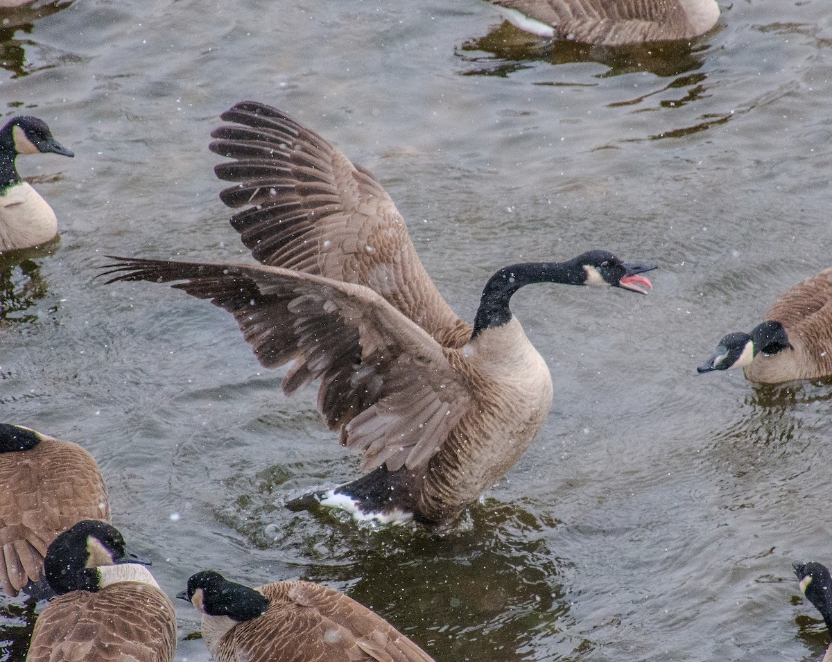 Canada Goose - ML613484342