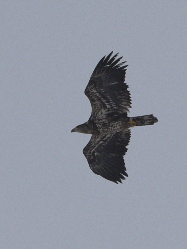 Bald Eagle - ML613484659