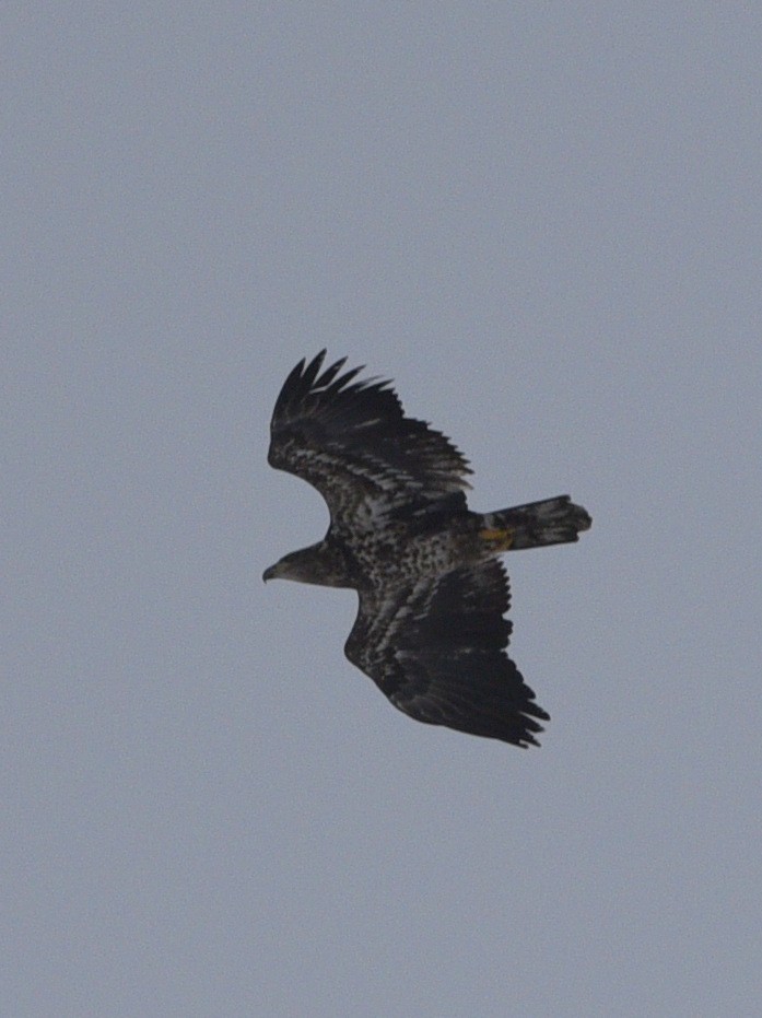 Bald Eagle - ML613484660