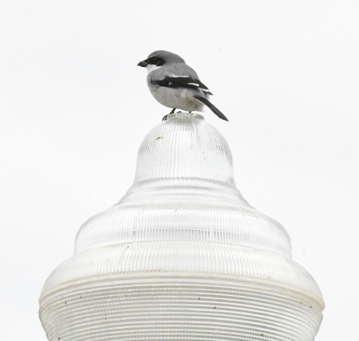 Loggerhead Shrike - David True