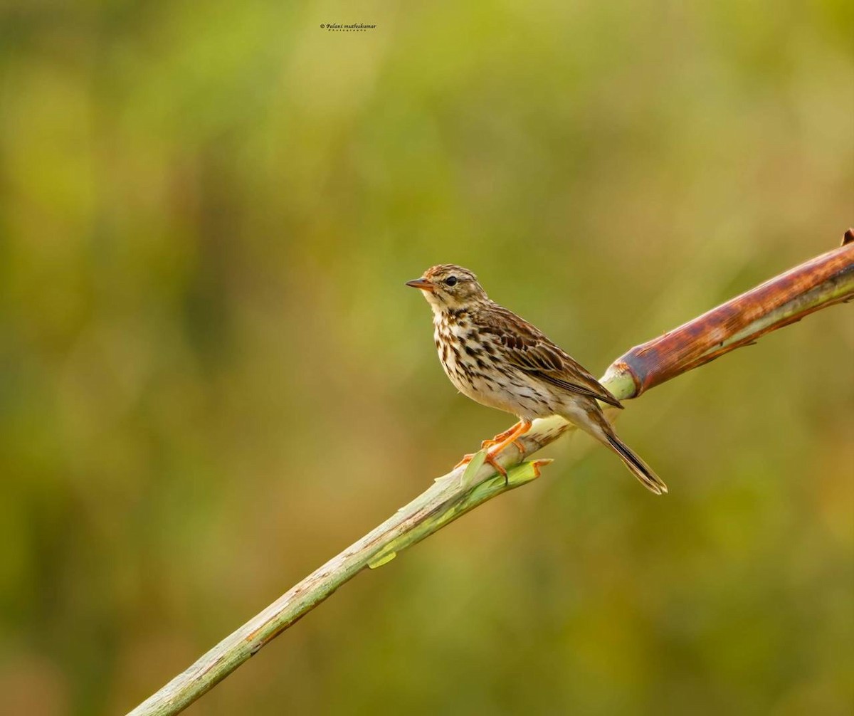 Tree Pipit - ML613484738