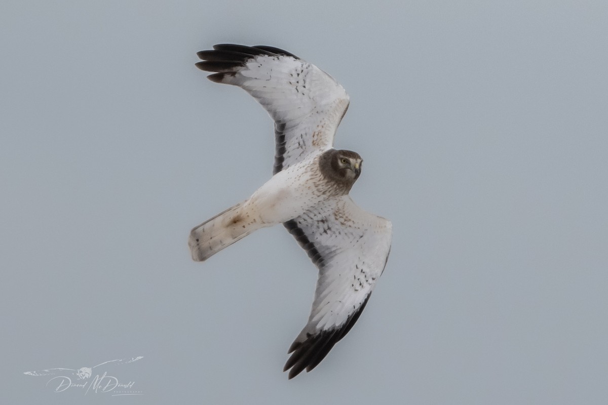 Northern Harrier - ML613484769