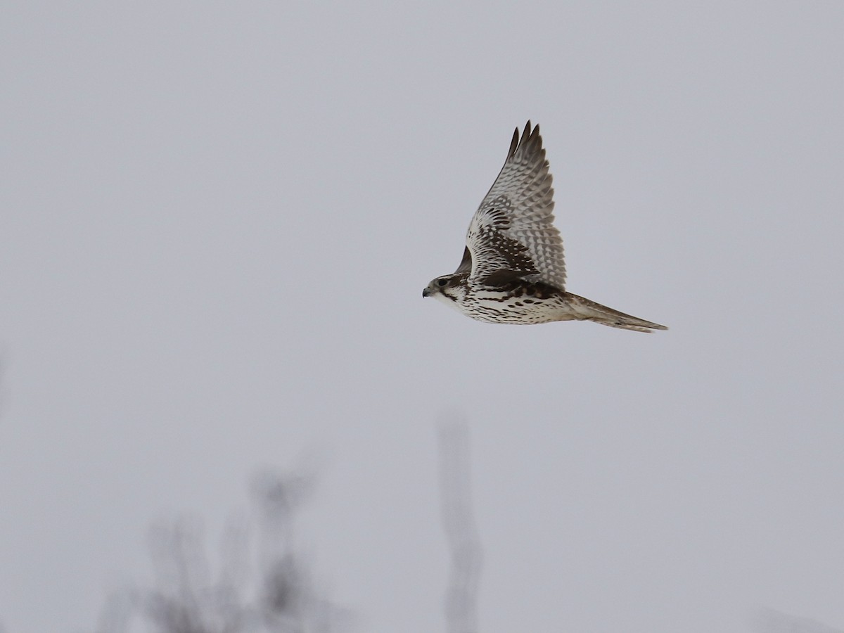 Prairie Falcon - ML613484853