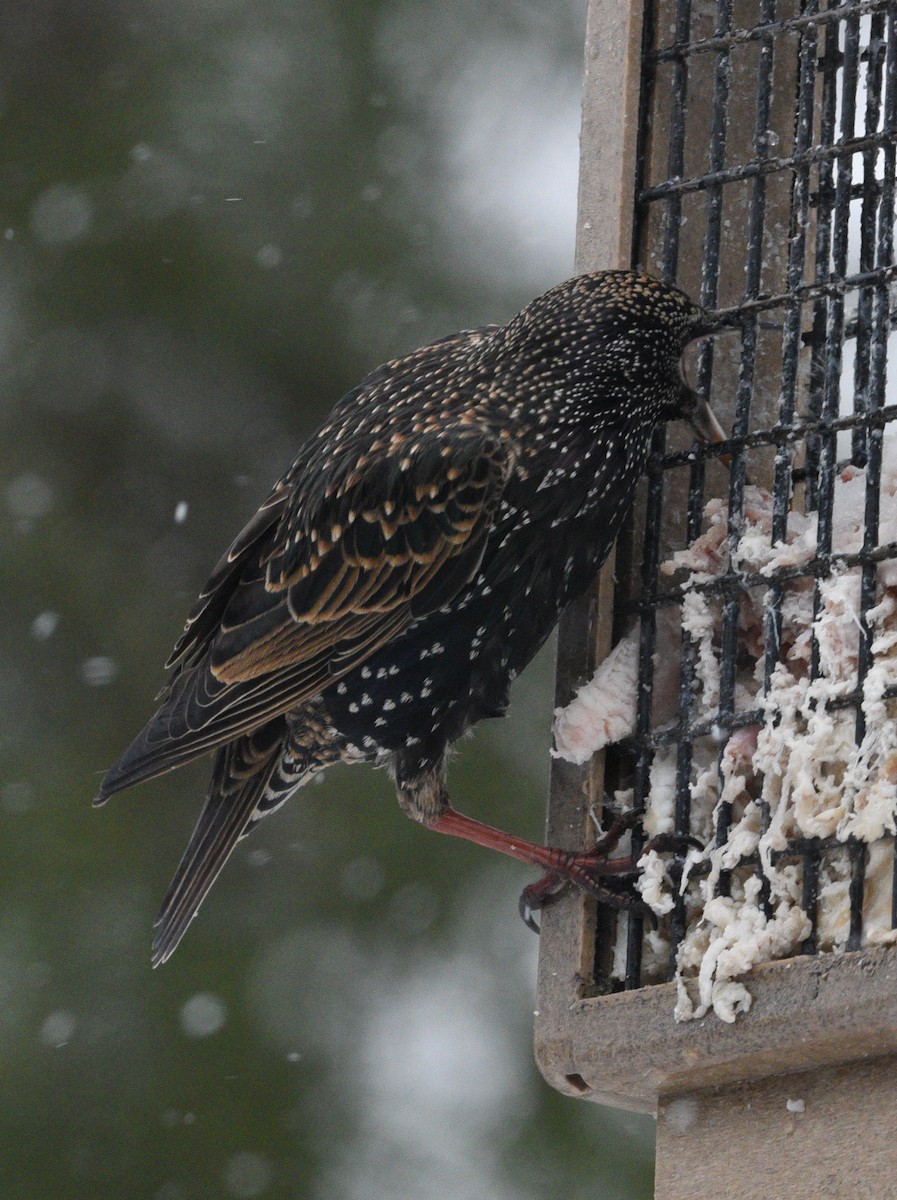 European Starling - ML613484860