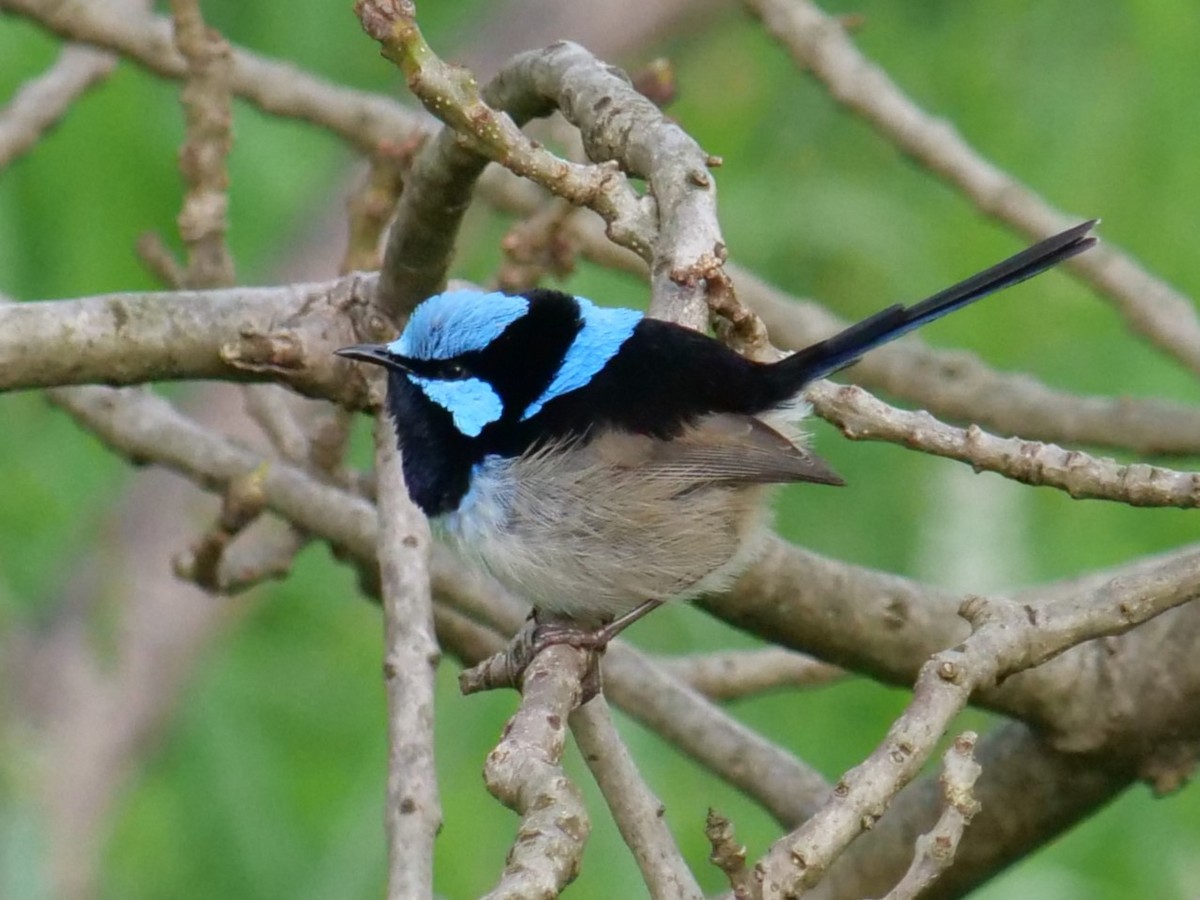 Superb Fairywren - ML613484917