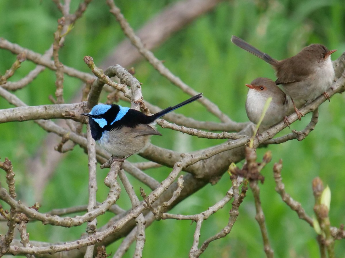 Superb Fairywren - ML613484918