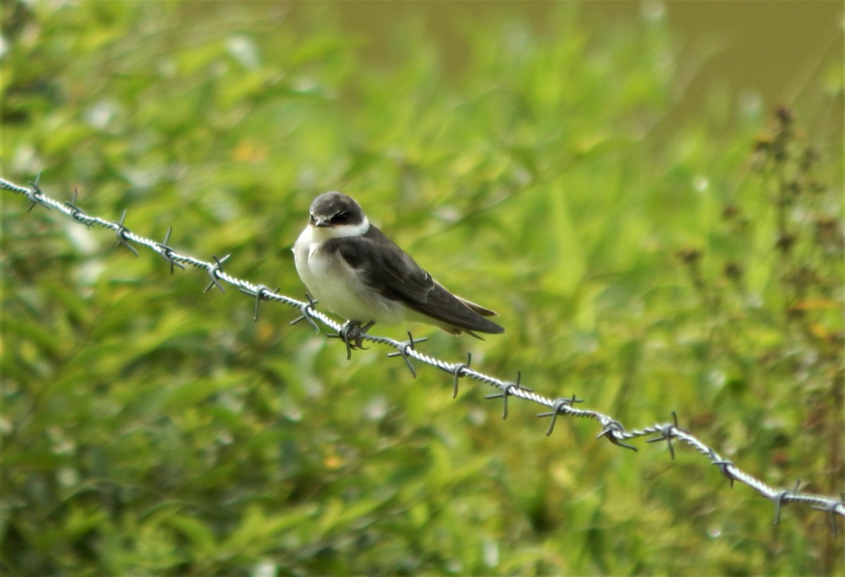 White-rumped Swallow - ML613484931