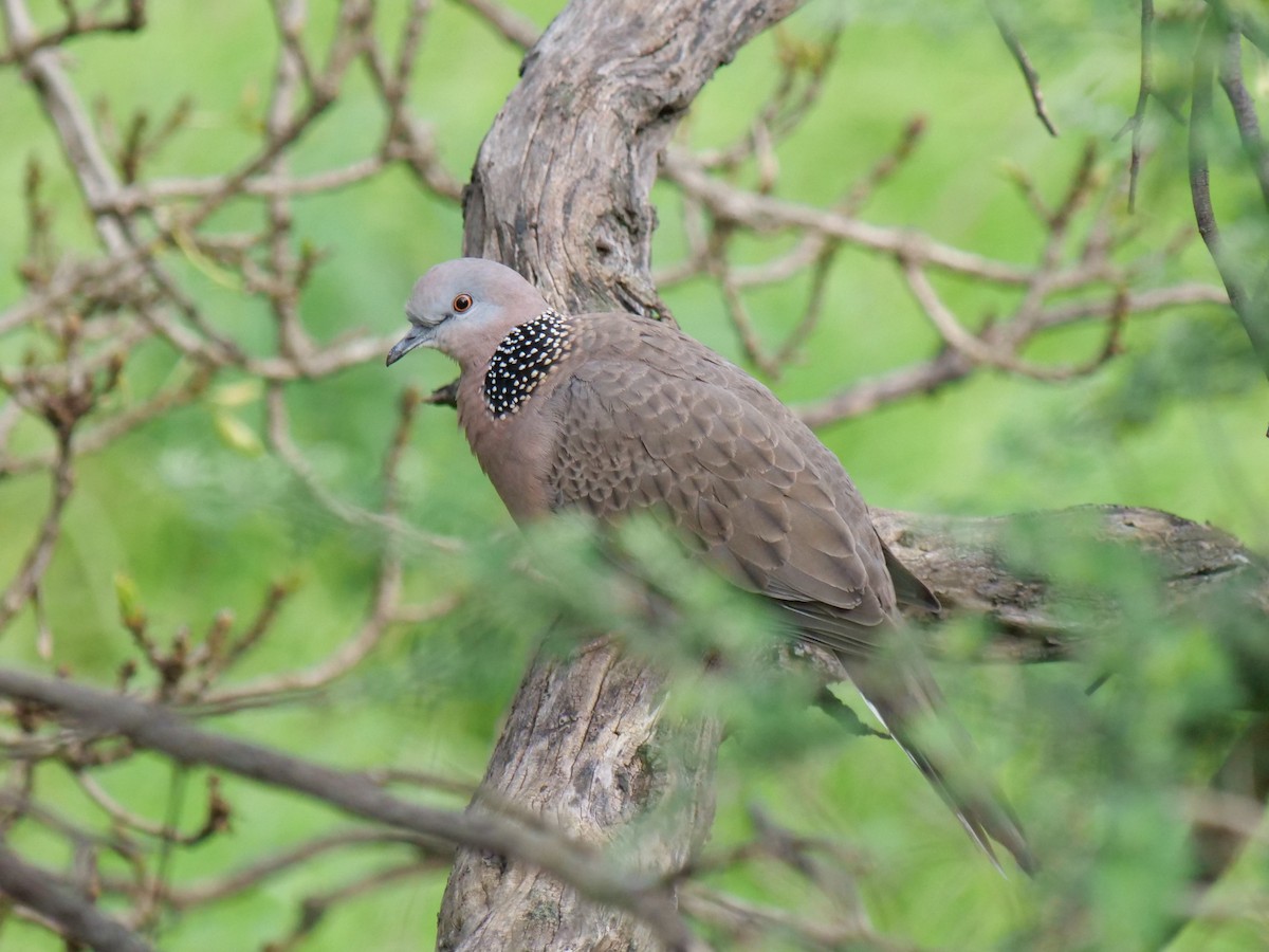 珠頸斑鳩 - ML613484990