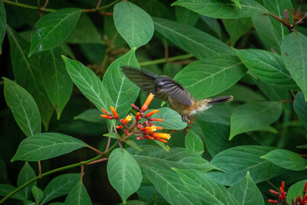 Speckled Hummingbird - ML613485026