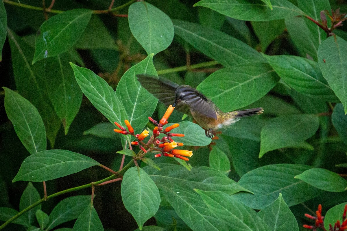 Speckled Hummingbird - Francisco Russo