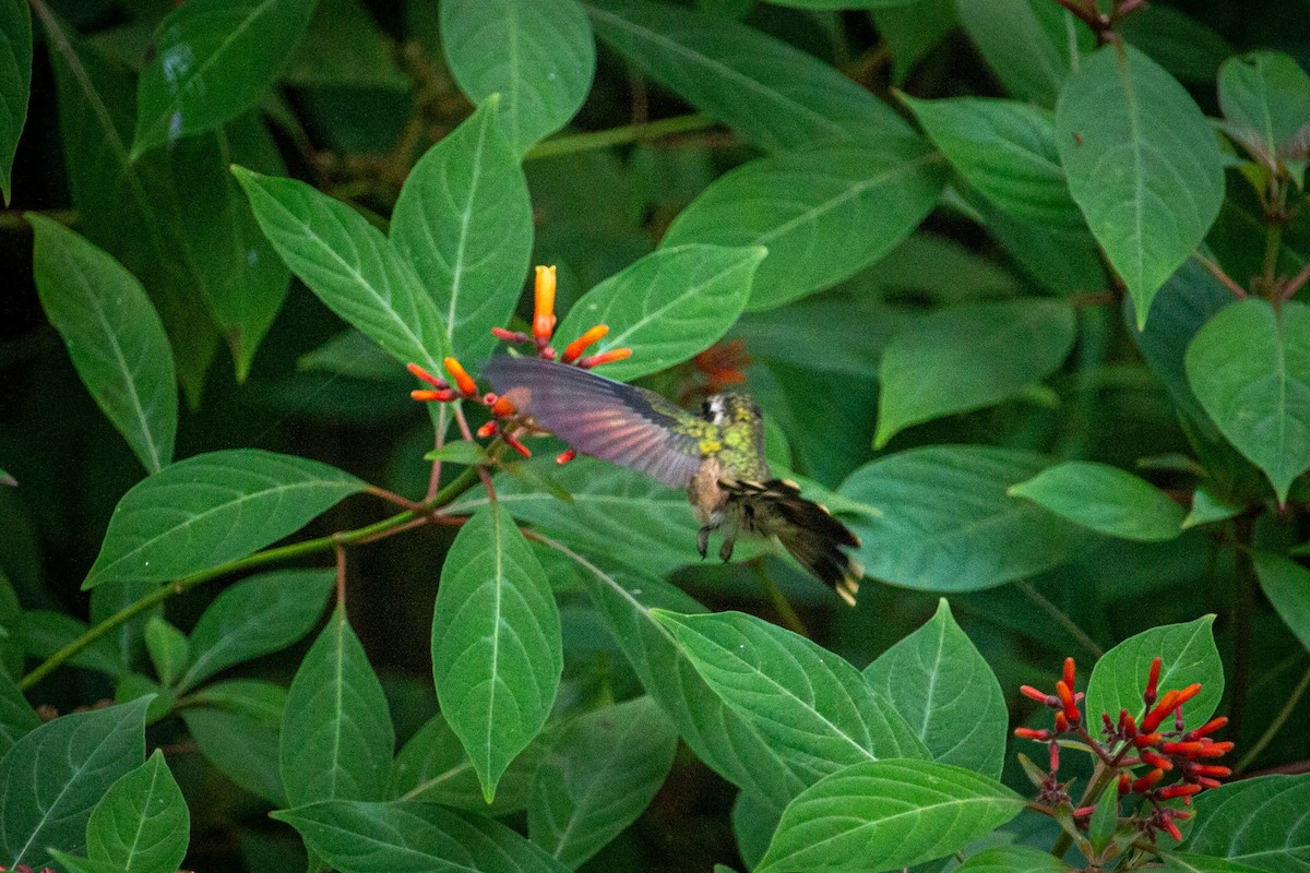 Speckled Hummingbird - ML613485027