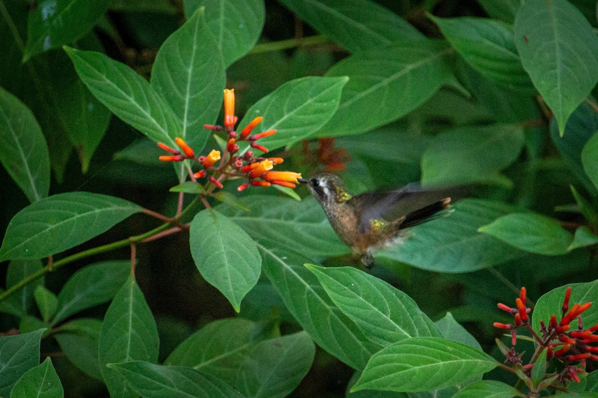 Speckled Hummingbird - ML613485028