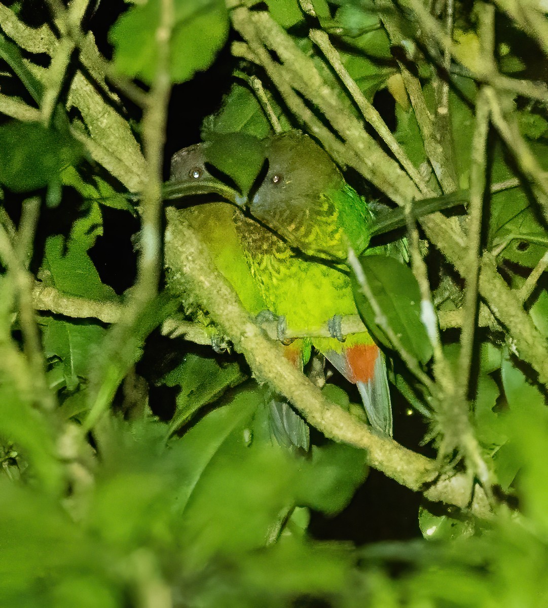 Оливковый попугай - ML613485041