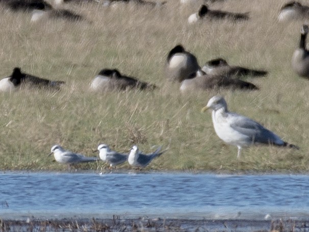 Forster's Tern - ML613485049