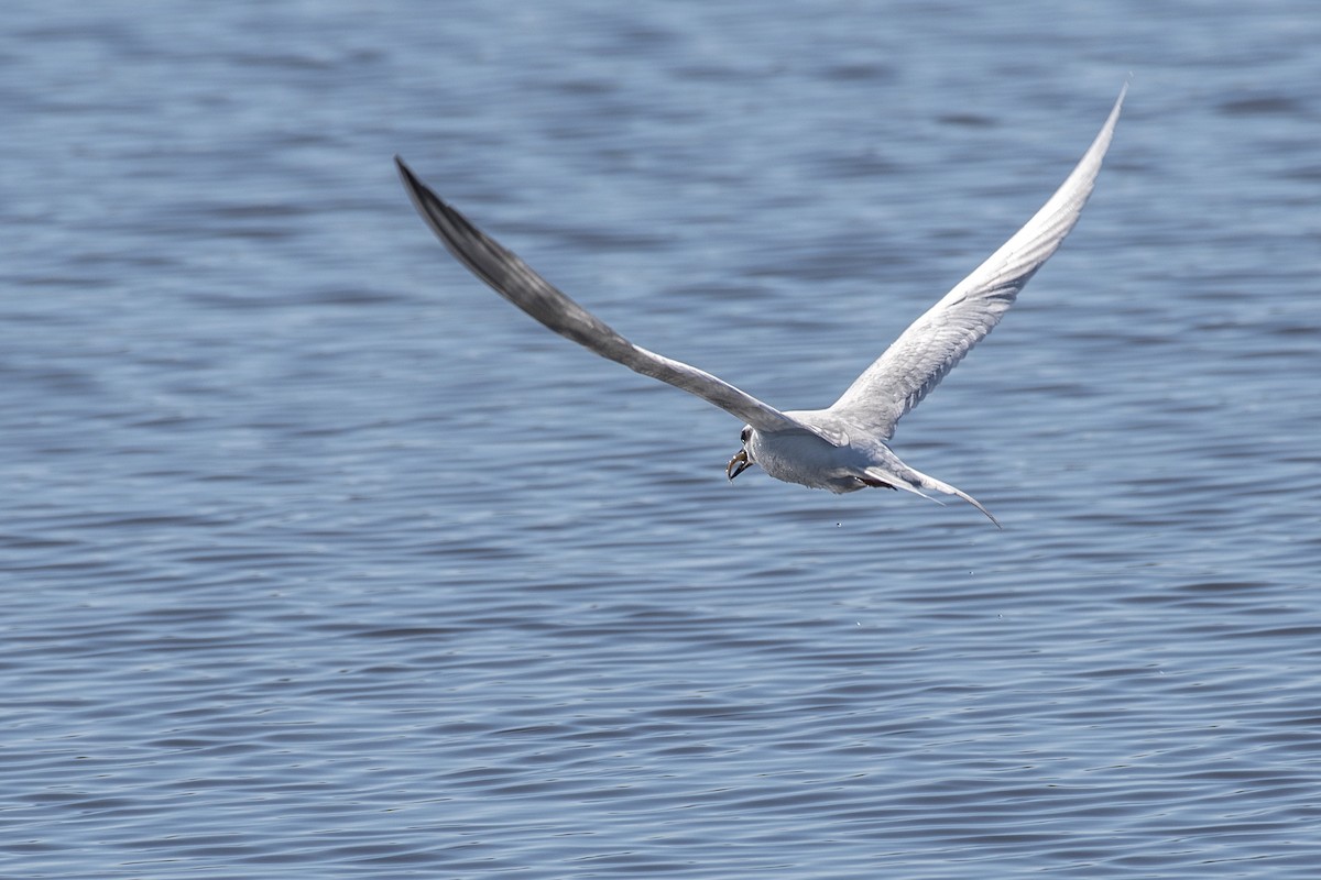 Forster's Tern - ML613485050