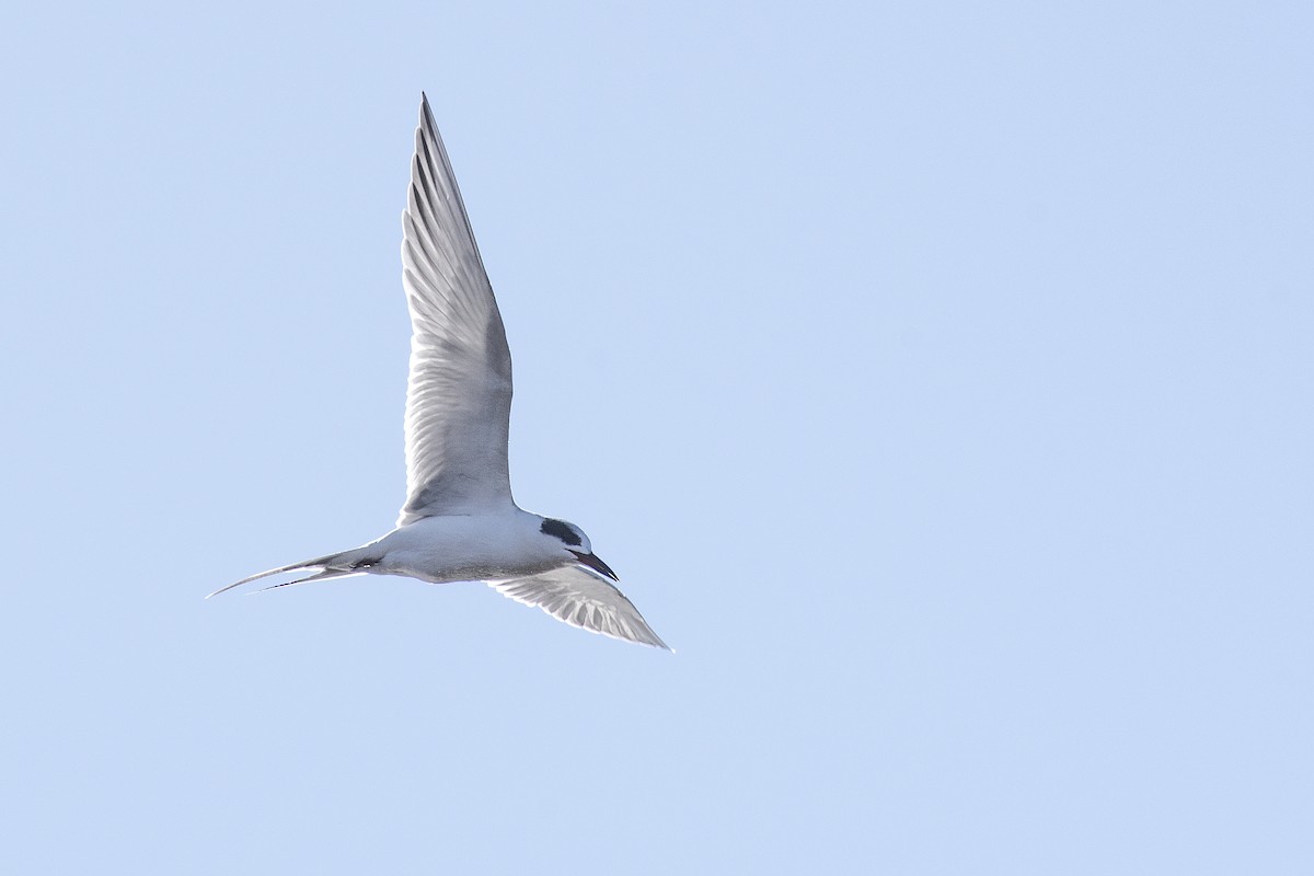 Forster's Tern - ML613485051