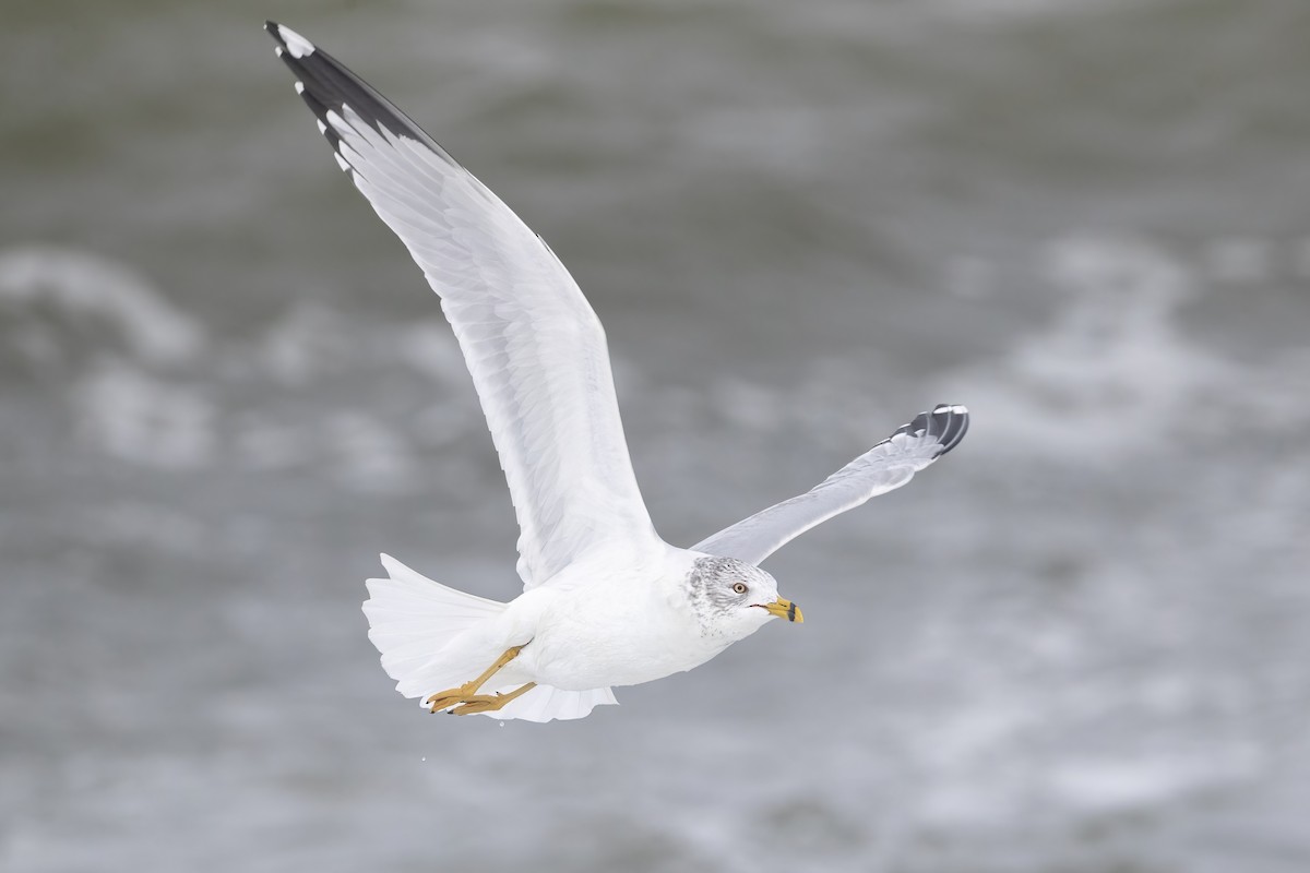 Ring-billed Gull - ML613485064