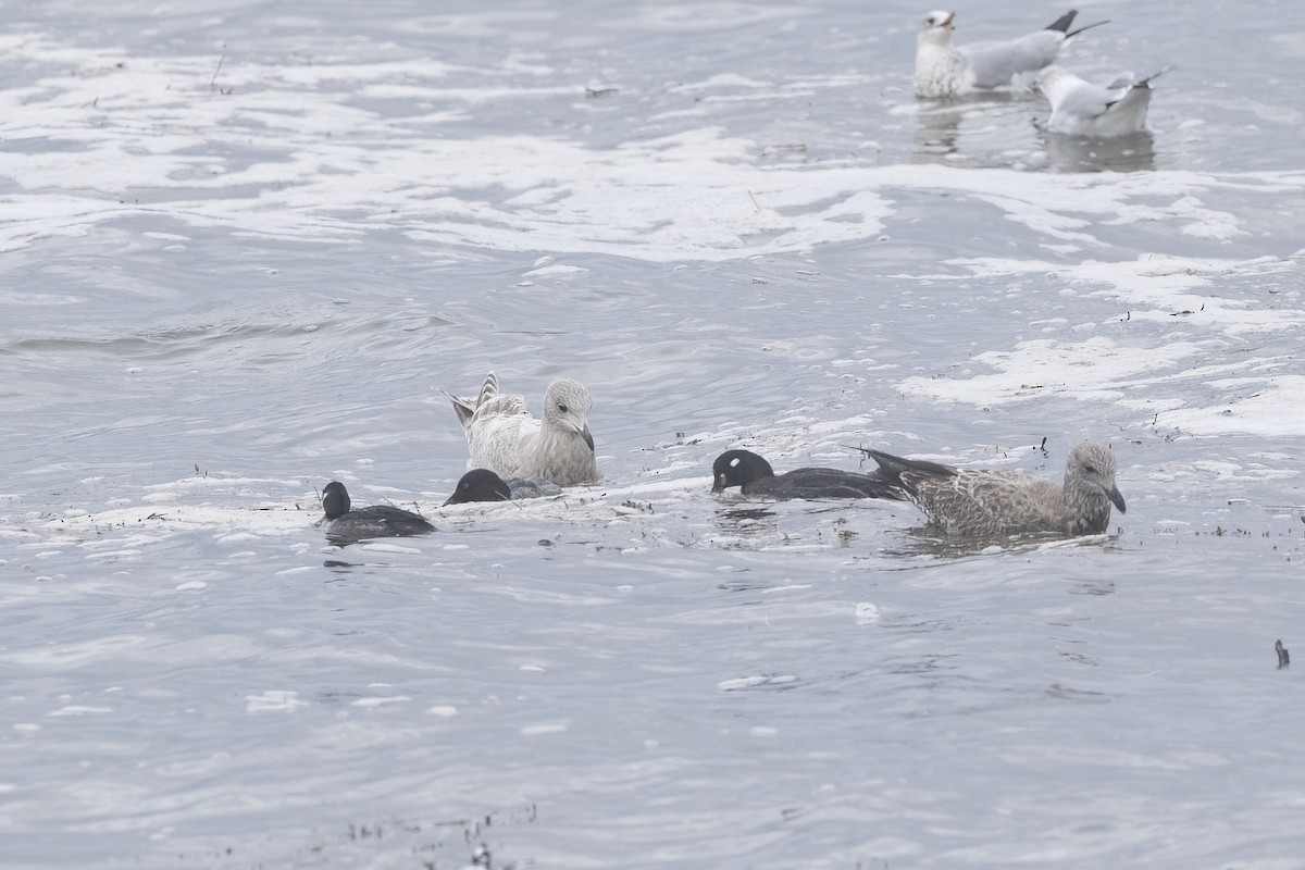 Goéland arctique (kumlieni) - ML613485083