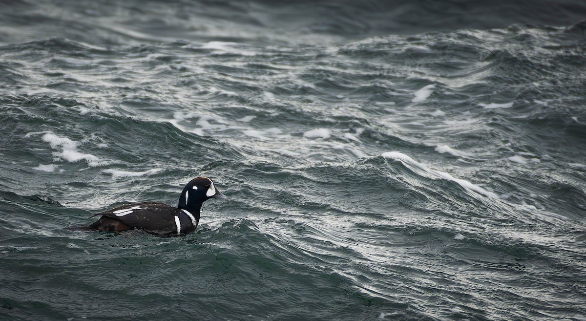 Harlequin Duck - ML613485105