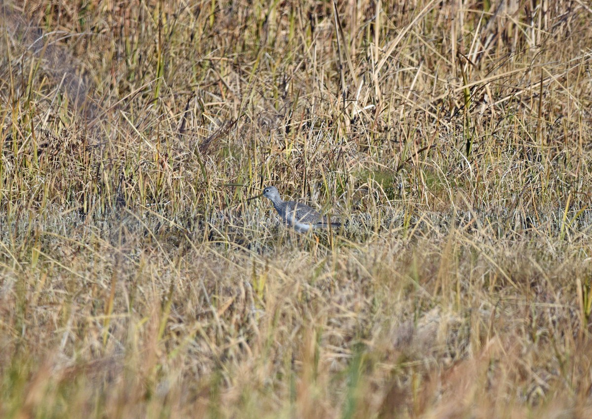 Greater Yellowlegs - Sona Conlin