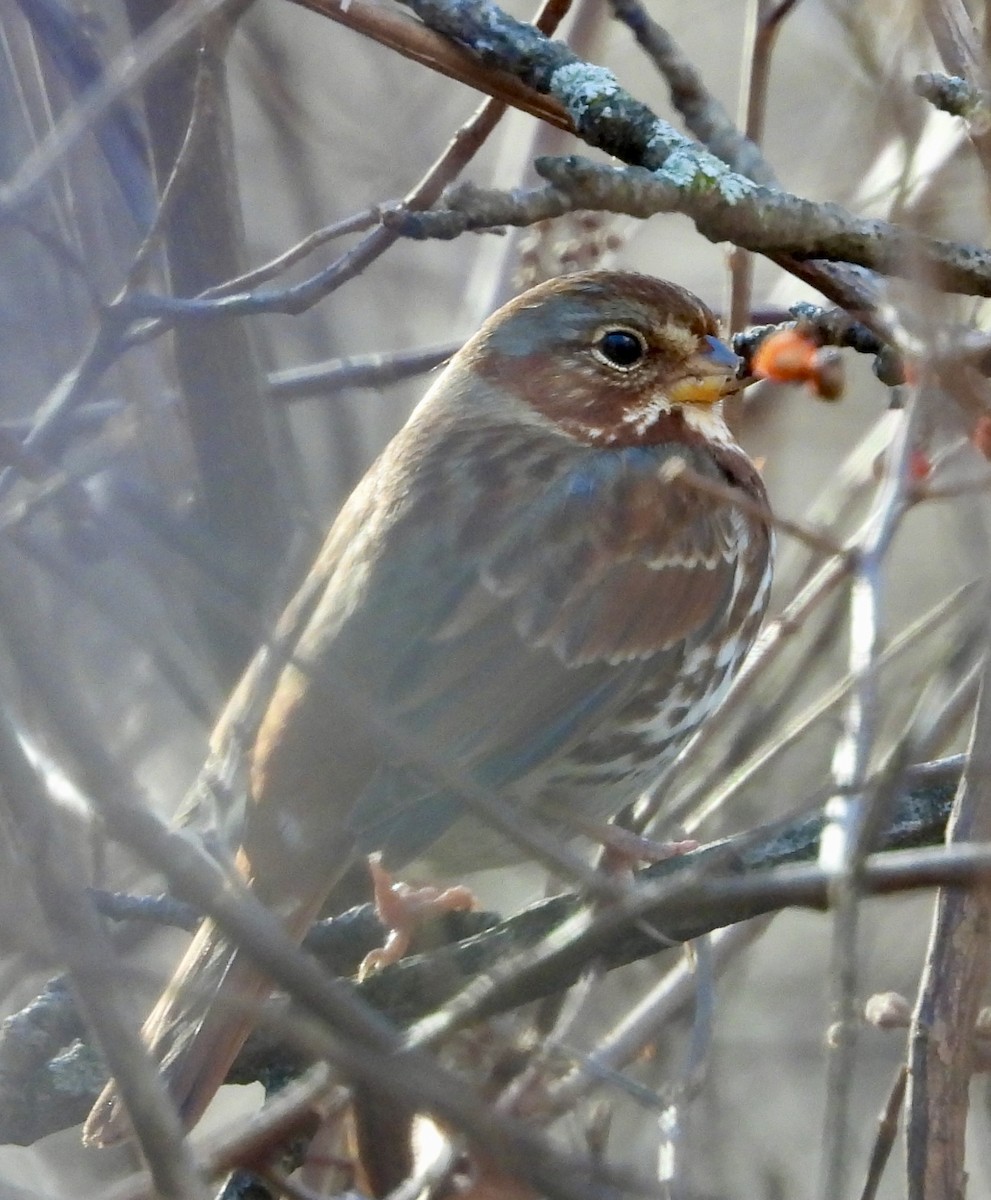 Fox Sparrow - ML613485141