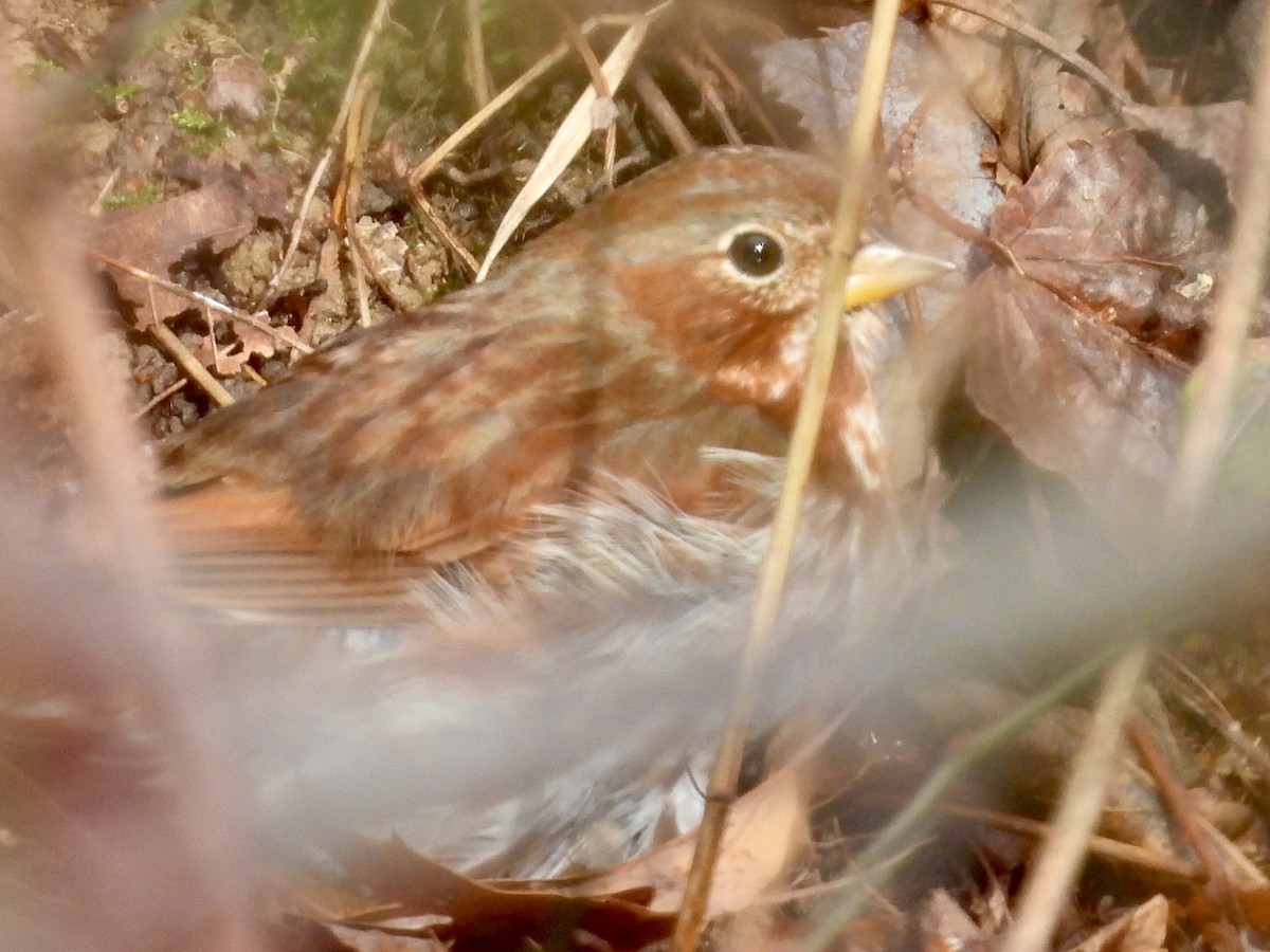 Fox Sparrow - ML613485142