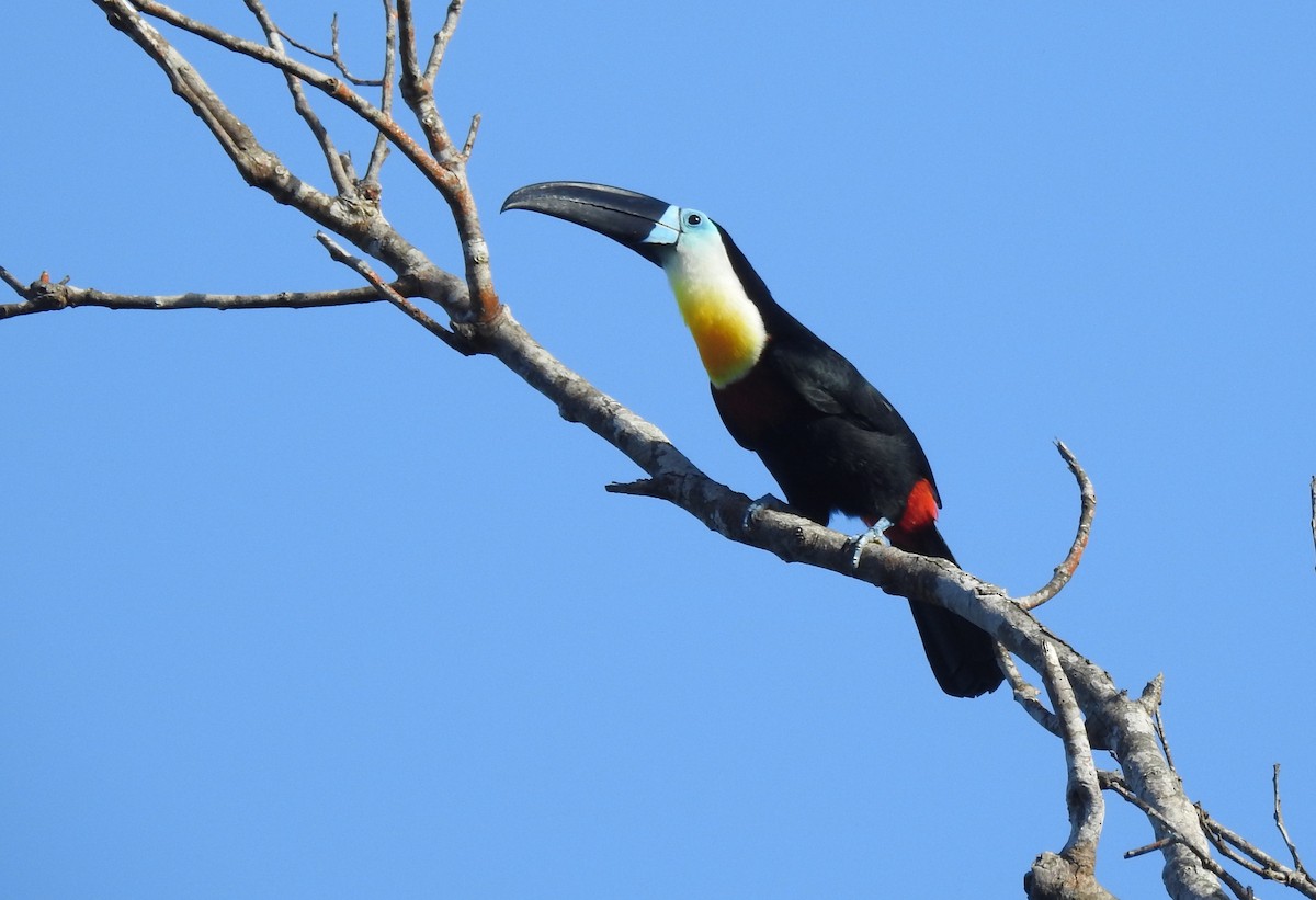 Channel-billed Toucan - ML613485183