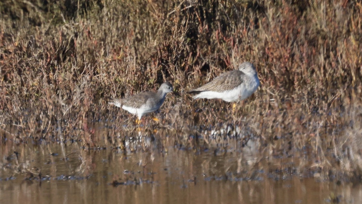 Lesser Yellowlegs - ML613485186