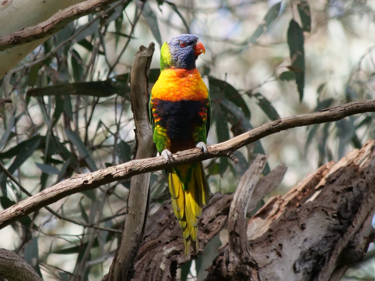 Rainbow Lorikeet - ML613485215