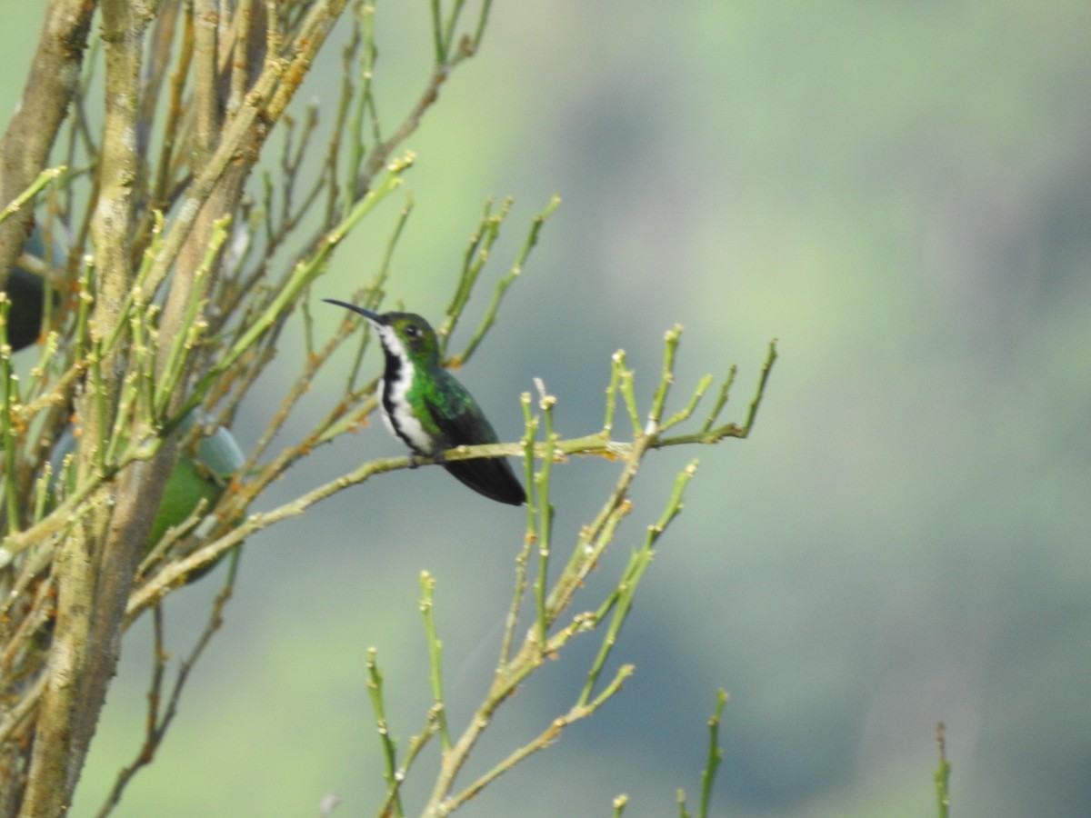 Schwarzbrust-Mangokolibri - ML613485240