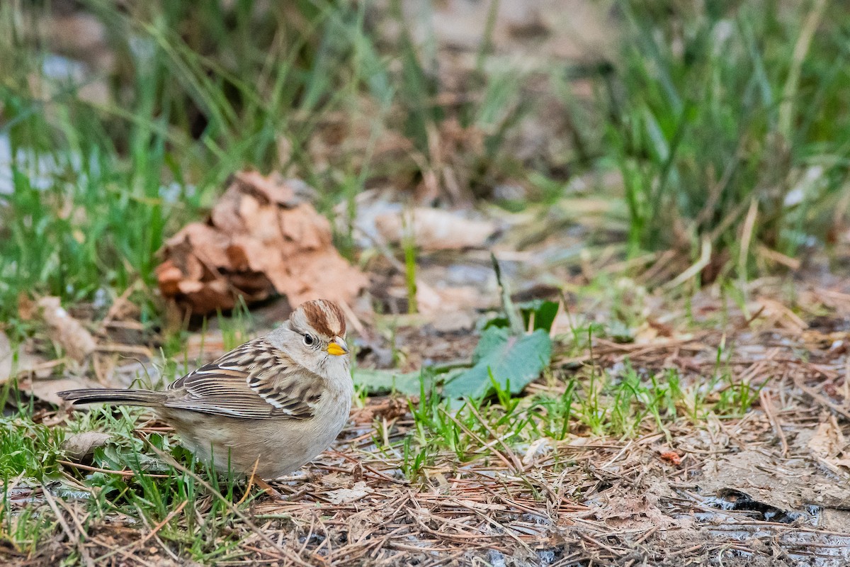 White-crowned Sparrow - ML613485241