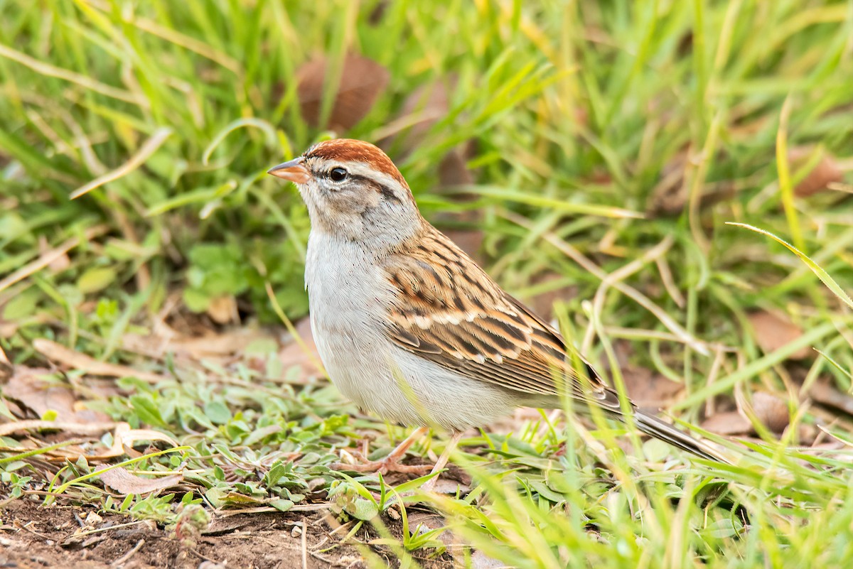 Chipping Sparrow - ML613485257