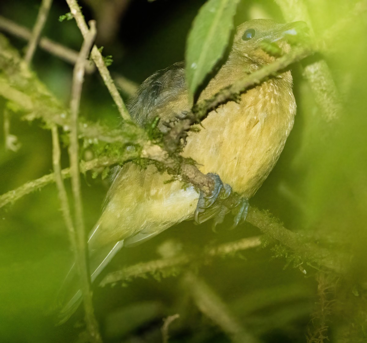 Arafura Shrikethrush - Wilbur Goh