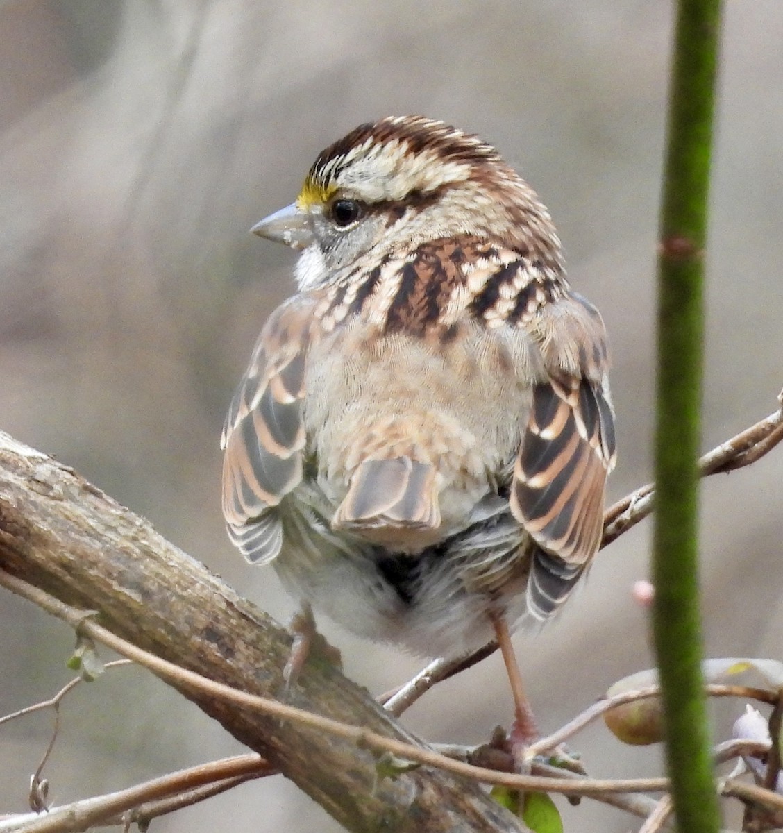 White-throated Sparrow - ML613485277