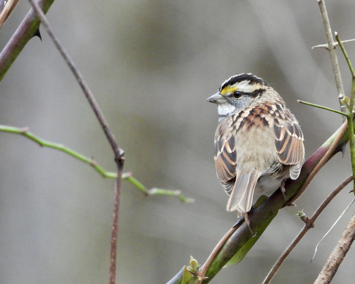 White-throated Sparrow - ML613485278