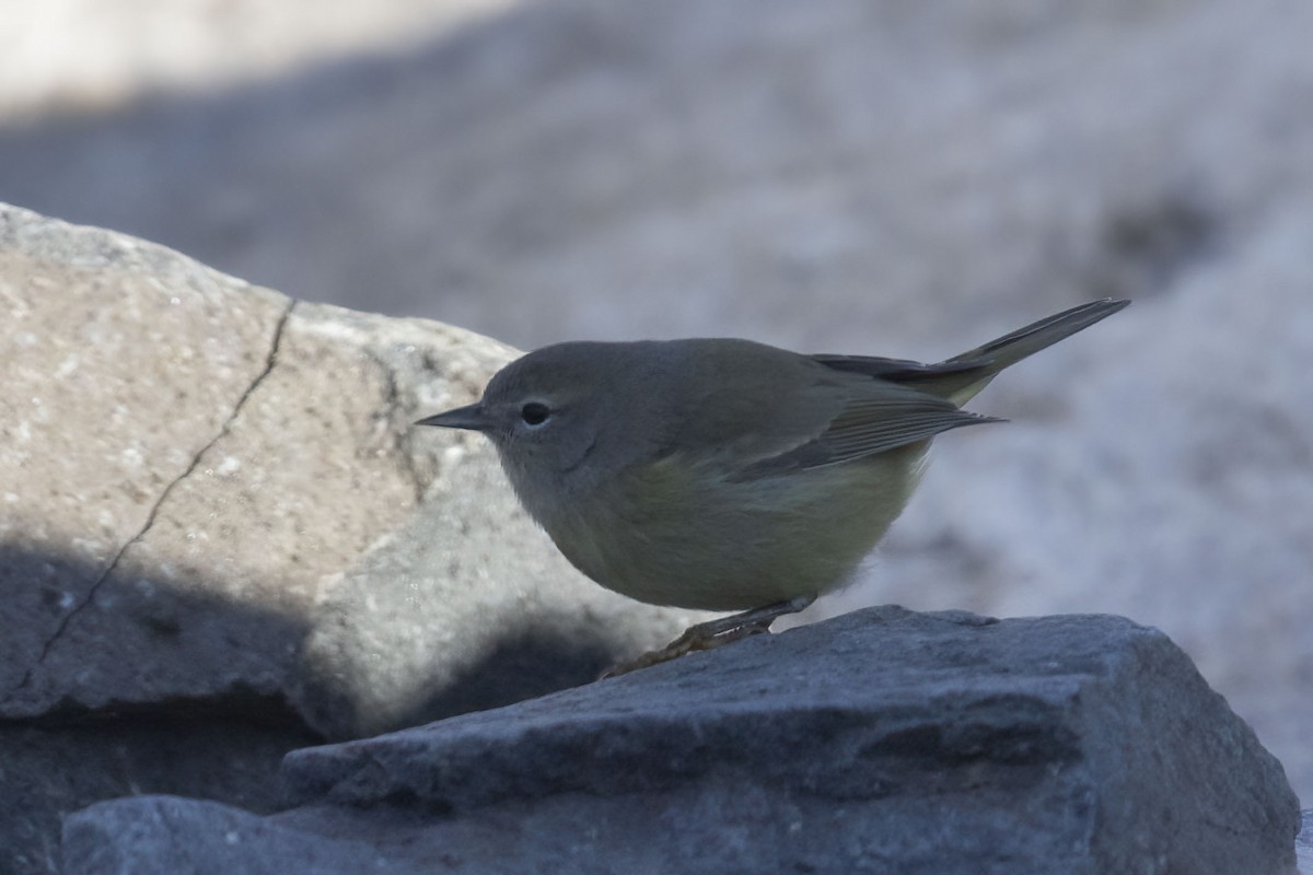 Orange-crowned Warbler - ML613485317