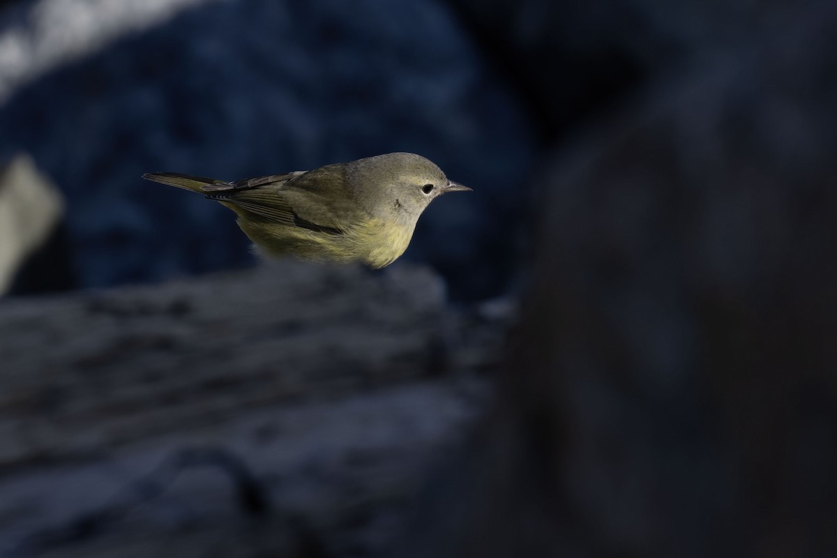 Orange-crowned Warbler - ML613485322