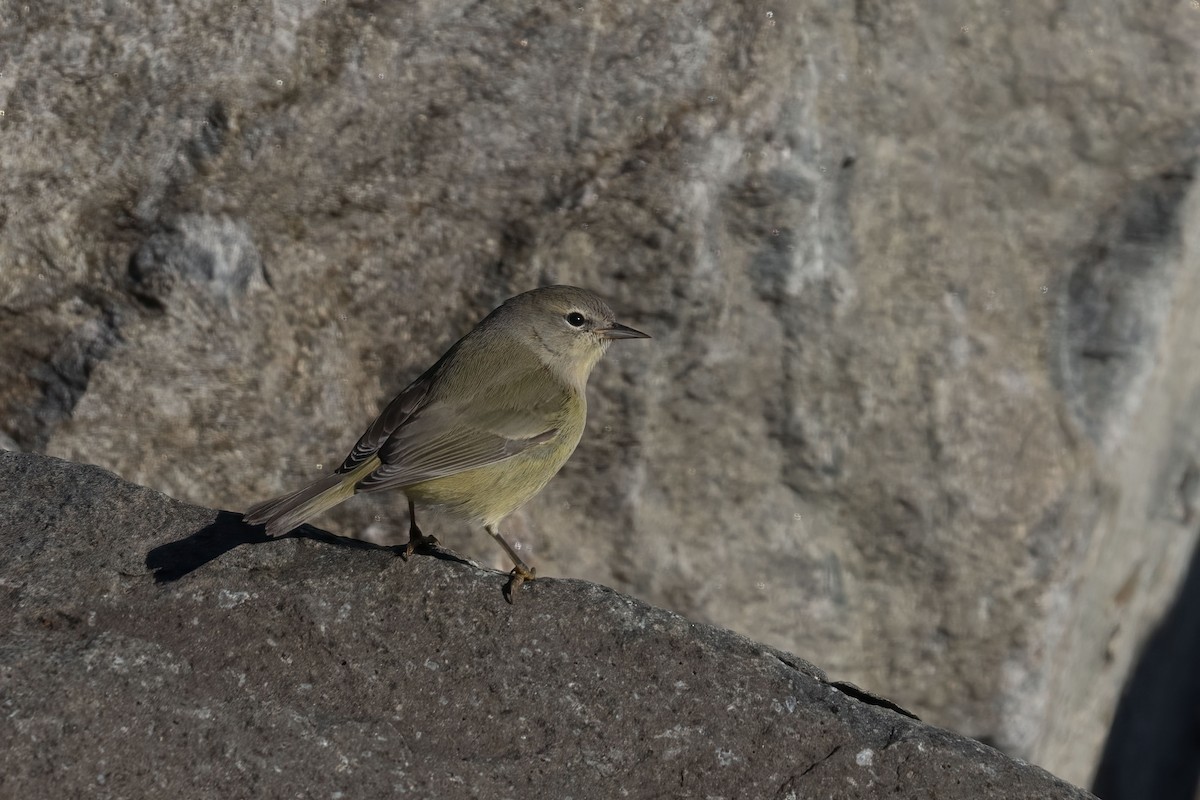 Orange-crowned Warbler - ML613485325