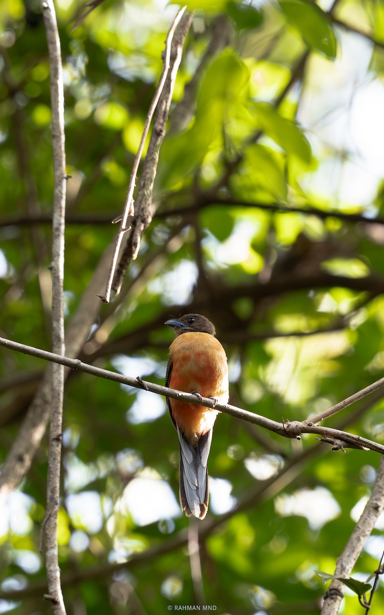 Trogon de Duvaucel - ML613485450