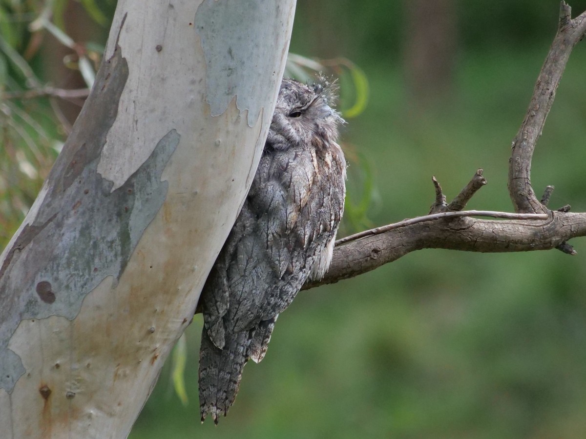 Tawny Frogmouth - ML613485451