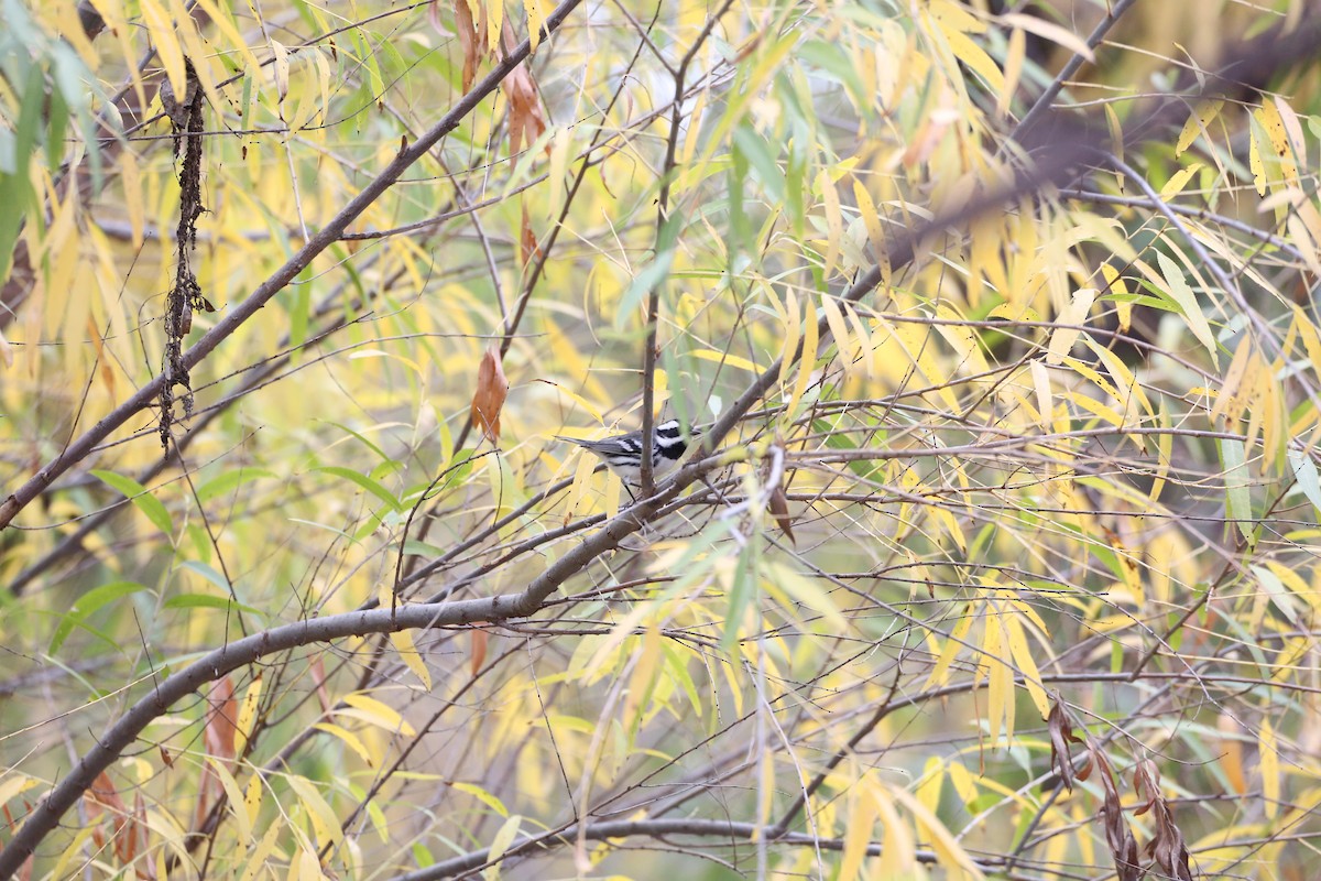 Black-throated Gray Warbler - ML613485513