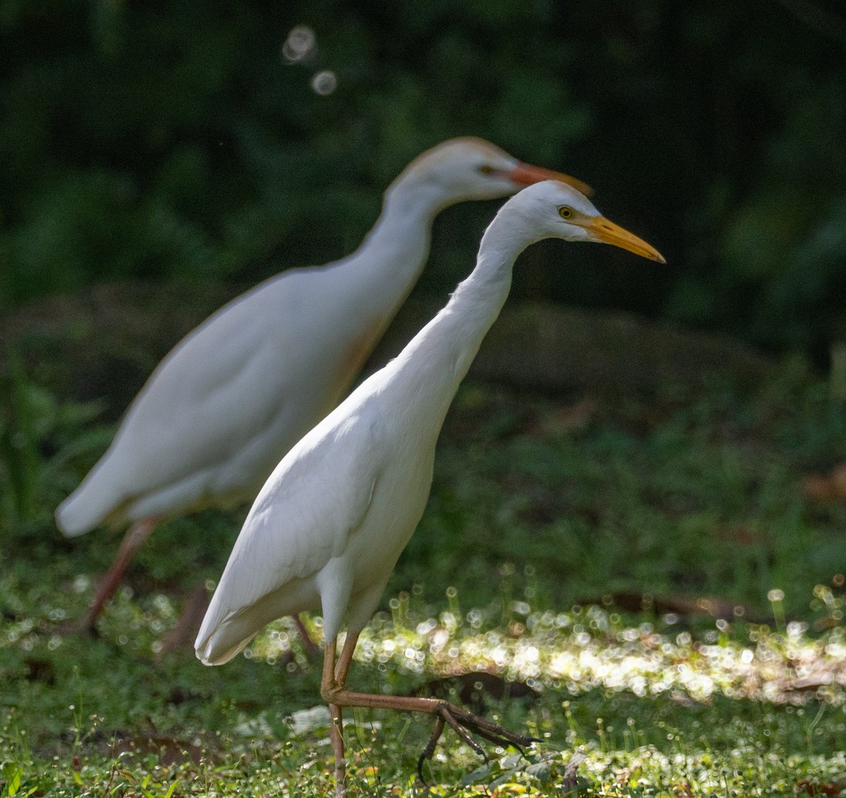 Чапля єгипетська (підвид ibis) - ML613485538