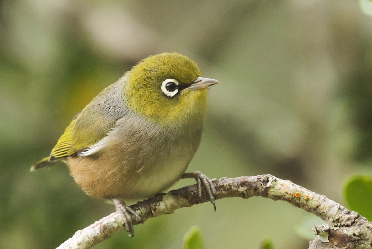 Silvereye - ML613485559