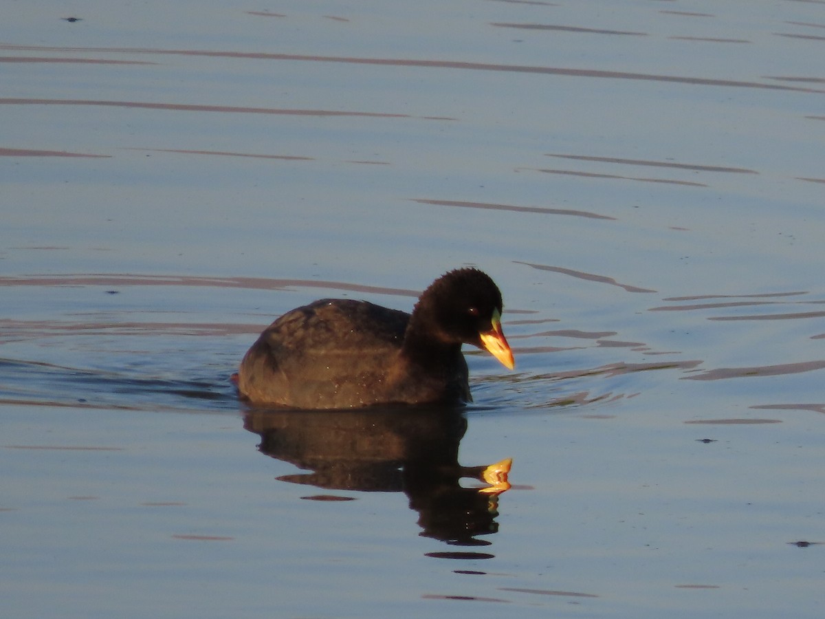 Red-gartered Coot - Nelson Contardo