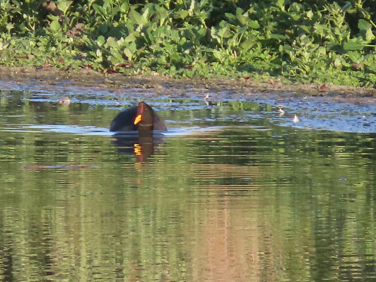 Red-fronted Coot - ML613485630