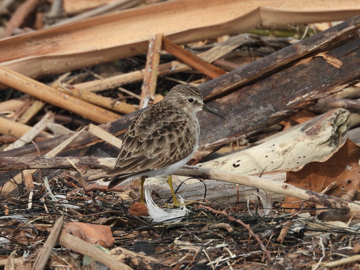 Least Sandpiper - ML613485671